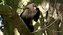 White-faced capuchin (Cebus capucinus imitator) eating banana, Monteverde, Costa Rica, February.
