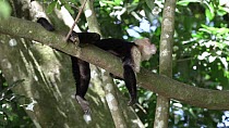 White-faced capuchin (Cebus capucinus imitator) sleeping in canopy, Monteverde, Costa Rica, February.