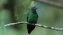 Green-crowned brilliant hummingbird (Heliodoxa jacula) perched on branch, Monteverde cloud forest, Costa Rica, February.