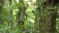 Violet sabrewing hummingbird (Campylopterus hemileucurus) flies to perch to defend territory, Monteverde cloud forest, Costa Rica, February.