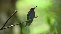 Violet sabrewing hummingbird (Campylopterus hemileucurus) perched to defend territory, Monteverde cloud forest, Costa Rica, February.