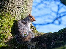 Grey squirrel (Sciurus carolinensis) cowering on a tree branch after being chased from a nest box it is sharing with a mate by a pair of Jackdaws (Corvus monedula) who want to nest in the box, Wiltshi...
