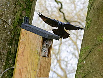 Jackdaw (Corvus monedula) swooping down to threaten a Grey squirrel (Sciurus carolinensis) as it enters a nest box the bird wants to nest in which is already occupied by the squirrel and its mate, Wil...