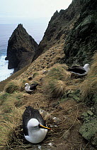 Indian yellow-nosed albatross (Thalassarche carteri) colony, nesting on cliffside, Amsterdam Island, Austral French Islands, Southern Indian Ocean.