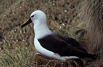 Indian yellow-nosed albatross (Thalassarche carteri) sitting on nest at cliffside colony, Amsterdam Island, Austral French Islands, Southern Indian Ocean.