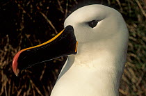 Indian yellow-nosed albatross (Thalassarche carteri) portrait, Amsterdam Island, Austral French Islands, Southern Indian Ocean.