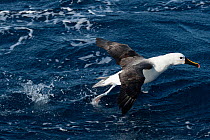 Indian yellow-nosed albatross (Thalassarche carteri) taking flight from water, Ulladulla (offshore), New South Wales, Australia, Pacific Ocean.