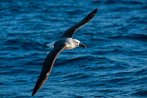Indian yellow-nosed albatross (Thalassarche carteri) in flight, Ulladulla (offshore), New South Wales, Australia, Pacific Ocean.