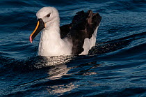 Indian yellow-nosed albatross (Thalassarche carteri) at sea, Wollongong (offshore), New South Wales, Australia, Pacific Ocean.