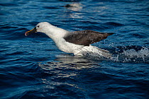 Indian yellow-nosed albatross (Thalassarche carteri) landing on water, Wollongong (offshore), New South Wales, Australia, Pacific Ocean.