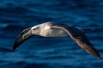 White capped albatross (Thalassarche steadi) in flight, Wollongong (offshore), New South Wales, Australia, Pacific Ocean.