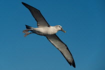 White capped albatross (Thalassarche steadi) in flight, Wollongong, New South Wales, Australia.