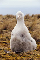 Amsterdam albatross (Diomedea amsterdamensis) chick, sitting on clifftop, Amsterdam Island, Austral French Islands, Southern Indian Ocean.
