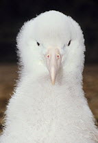 Amsterdam albatross (Diomedea amsterdamensis) chick, portrait, Amsterdam Island, Austral French Islands, Southern Indian Ocean.