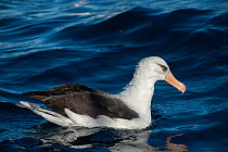 Campbell albatross (Thalassarche impavida) swimming on surface, Wollongong (offshore), New South Wales, Australia, Pacific Ocean.