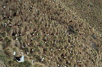Indian yellow-nosed albatross (Thalassarche carteri) nest colony on cliffside, Amsterdam Island, Austral French Islands, Southern Indian Ocean.