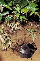 Grey-faced petrel (Pterodroma gouldi) peering out of nest hole in the ground, North Island, New Zealand.