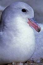 Southern fulmar (Fulmarus glacialoides) portrait, Antarctica.