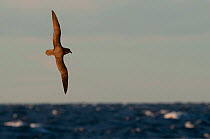 Solander's petrel (Pterodroma solandri) in flight,  Ulladulla (offshore), New South Wales, Australia, Pacific Ocean.