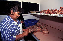 Woman preparing the plucked carcasses of Short-tailed shearwater (Puffinus tenuirostris) chicks during the seasonal tradition of 'Muttonbirding', where chicks are sustainably harvested for f...