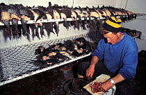 Man surrounded by rows of dead Short-tailed shearwater (Puffinus tenuirostris) chicks as he prepares the carcasses, during the seasonal tradition of 'Muttonbirding', where chicks are sustain...