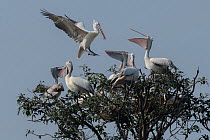 Grey pelican (Pelecanus philippensis) landing in treetop with flock, Mysore, India.