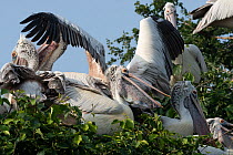 Grey pelican (Pelecanus philippensis) flock perching in treetop, Mysore, India.