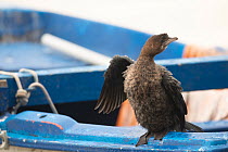 Pygmy cormorant (Phalacrocorax pygmeus) perched on the side of a fishing boat, stretching one wing, Kastoria, Greece. February.