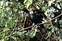 Javanese cormorant (Phalacrocorax niger) perched on branch, Mysore, India.