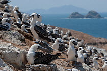 Peruvian booby (Sula variegata) colony, Guanape Islands, La Libertad, Peru, Pacific Ocean.