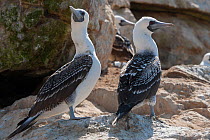 Two Peruvian booby (Sula variegata) perched on rocks, Guanape Islands, La Libertad, Peru.