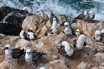 Peruvian booby (Sula variegata) colony perched on cliff edge, Guanape Islands, La Libertad, Peru, Pacific Ocean.