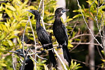 Three Little black cormorants (Phalacrocorax sulcirostris) perched on a branch, Kerala, India.