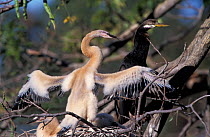 Australian darter (Anhinga novaehollandiae) chick stretching its wings at nest with adult in background,  Australia.