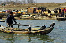 Cormorant fisherman going out to fish with Common cormorants (Phalacrocorax carbo) perched on boat, China.