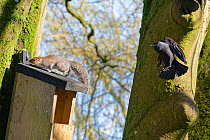Jackdaw (Corvus monedula) chasing a Grey squirrel (Sciurus carolinensis) as it leaves a nest box the bird wants to nest in, which has already been occupied by the squirrel and its mate, Wiltshire, UK,...
