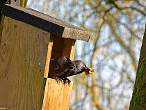Jackdaw (Corvus monedula) emerging from a nest box beside its mate with a beakful of old moss and leaves it is clearing out from the nest the pair built the year before, Wiltshire, UK, March.