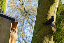 Grey squirrel (Sciurus carolinensis) peering from a nest box it has spent the night in with its mate as a Jackdaw (Corvus monedula) which also wants to nest in the box, watches from a nearby tree trun...