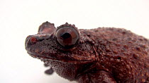 Cope's brown treefrog (Ecnomiohyla miliaria) close up of head, El Valle Amphibian Conservation Center. Captive.