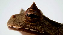 Horned marsupial frog (Gastrotheca cornuta) close up of head, showing triangular peaked eyelids, El Valle Amphibian Conservation Center. Captive.