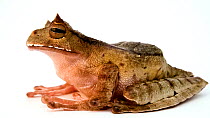Horned marsupial frog (Gastrotheca cornuta) side profile, El Valle Amphibian Conservation Center. Captive.