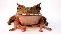 Horned Marsupial frog (Gastrotheca cornuta) head-on portrait, El Valle Amphibian Conservation Center. Captive.