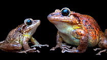 Tabasaran robber frog (Craugastor tabasarae) male and female profile, El Valle Amphibian Conservation Center. Captive.