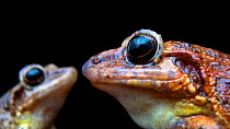 Tabasaran robber frog (Craugastor tabasarae) close up of male and female, El Valle Amphibian Conservation Center. Captive.