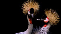 Two African crowned cranes (Balearica regulorum regulorum) looking around, then one ruffles its feathers, Lincoln Children's Zoo. Captive.