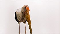 Painted stork (Mycteria leucocephala) snapping towards the camera, Tracy Aviary. Captive.