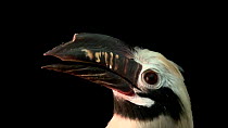 Visayan hornbill (Penelopides panini) slowly turning head, Plzen Zoo. Endangered. Captive.