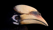Oriental pied hornbill (Anthracoceros albirostris convexus) side profile of large casque and bill, Assam State Zoo cum Botanical Garden. Captive.