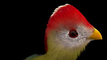Red-crested turaco (Tauraco erythrolophus) looking around and raising crest, Tracy Aviary. Captive.