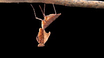 Malaysian dead leaf mantis (Deroplatys lobata) hanging upside down, Saint Louis Zoo. Captive.